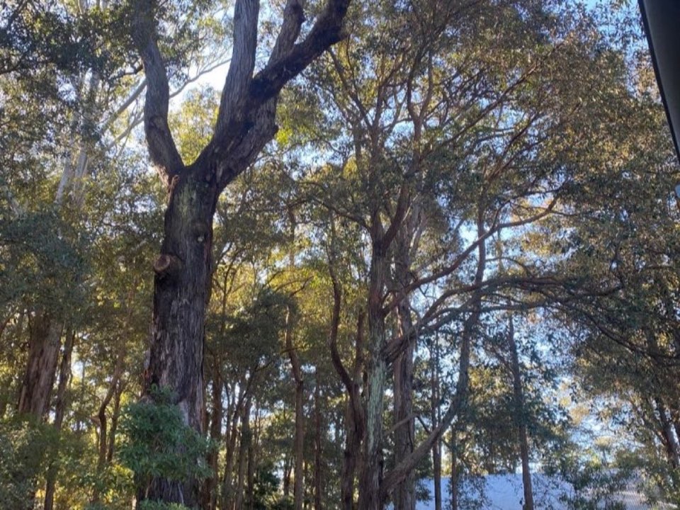 Mature trees in a Monmouthshire parkland setting due for routine re-inspection