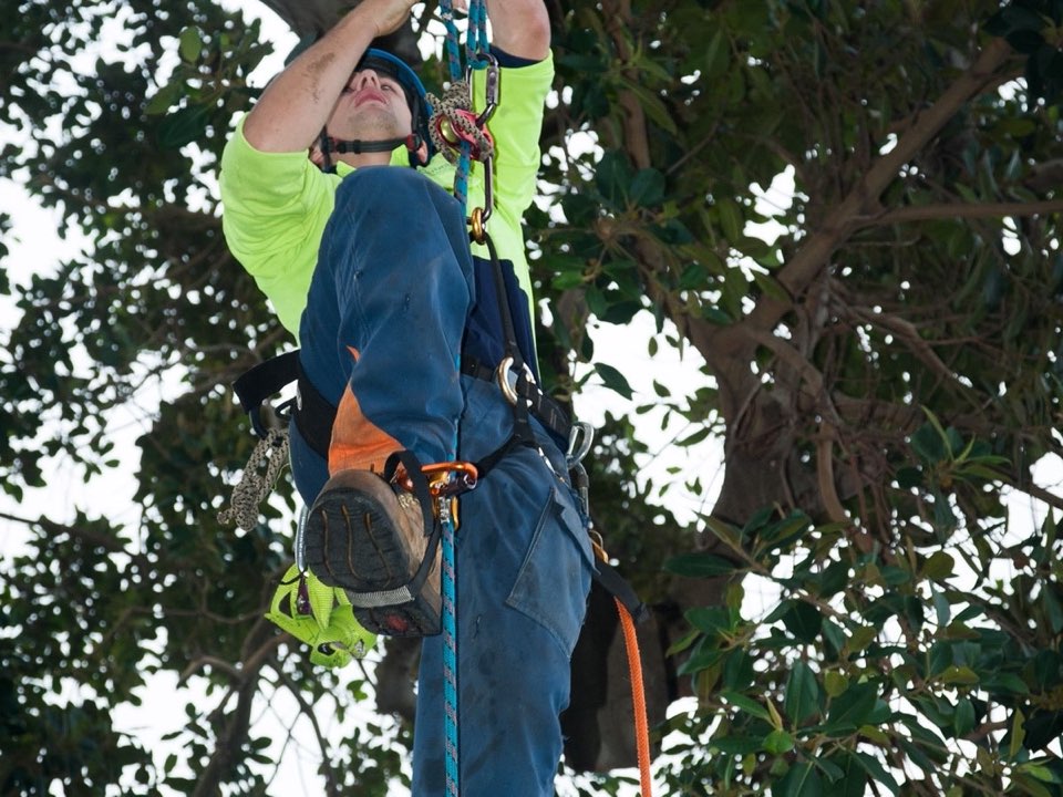 Qualified arborist working in a mature tree during an Enviro Trees UK survey in Monmouthshire